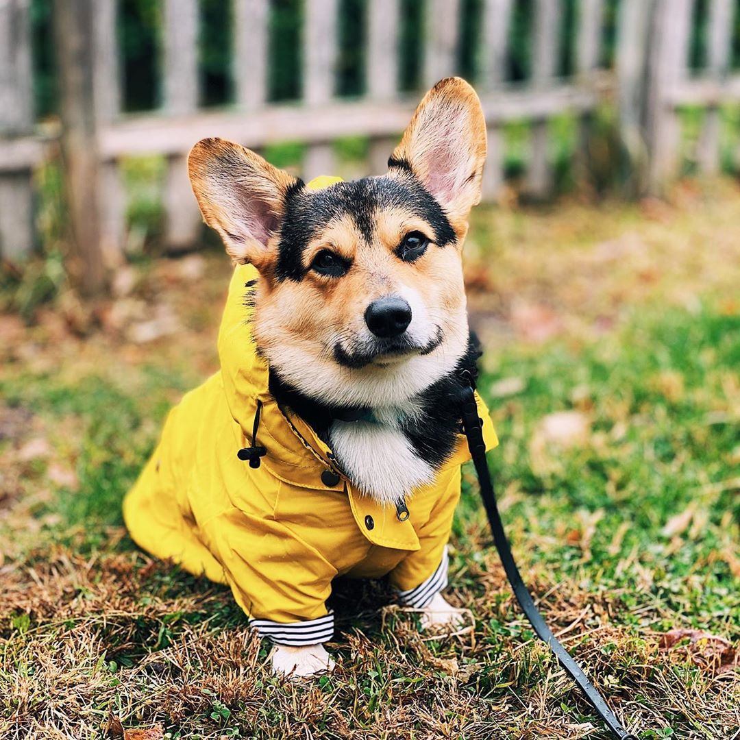 Outdoor Sport Waterproof Jacket - Casaco Impermeável para Cães Pequenos, Médios