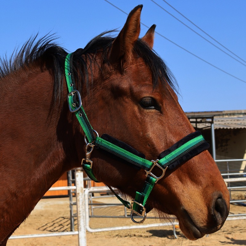 Conjunto de Cabresto para Cava - Headcollar Rope Set avaliação e preço