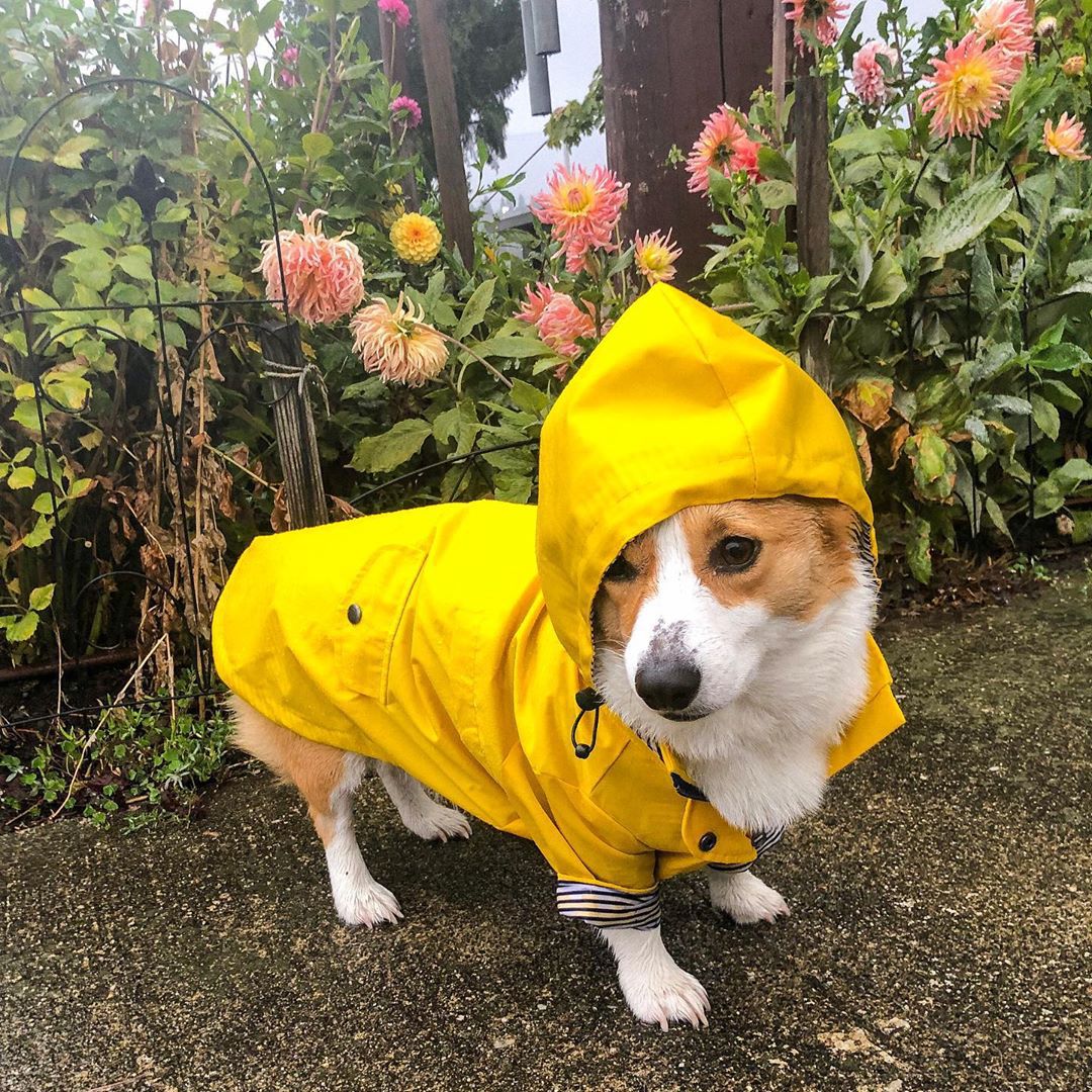 Casaco Impermeável para Cães P - Outdoor Sport Waterproof Jacket avaliação e preço