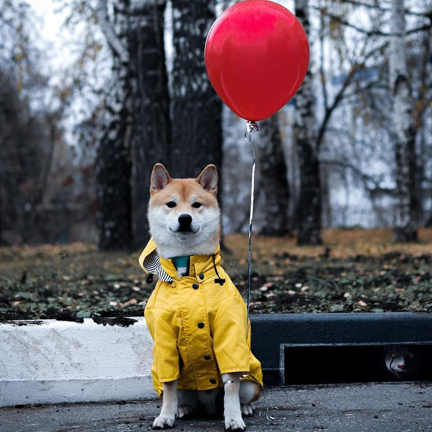 Casaco Impermeável para Cães P - Outdoor Sport Waterproof Jacket avaliação e preço