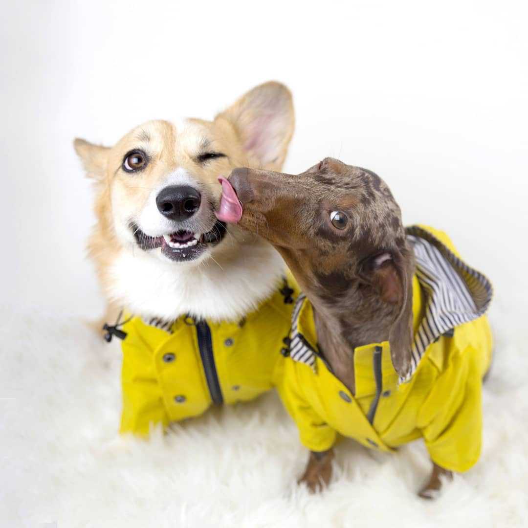 Casaco Impermeável para Cães P - Outdoor Sport Waterproof Jacket avaliação e preço